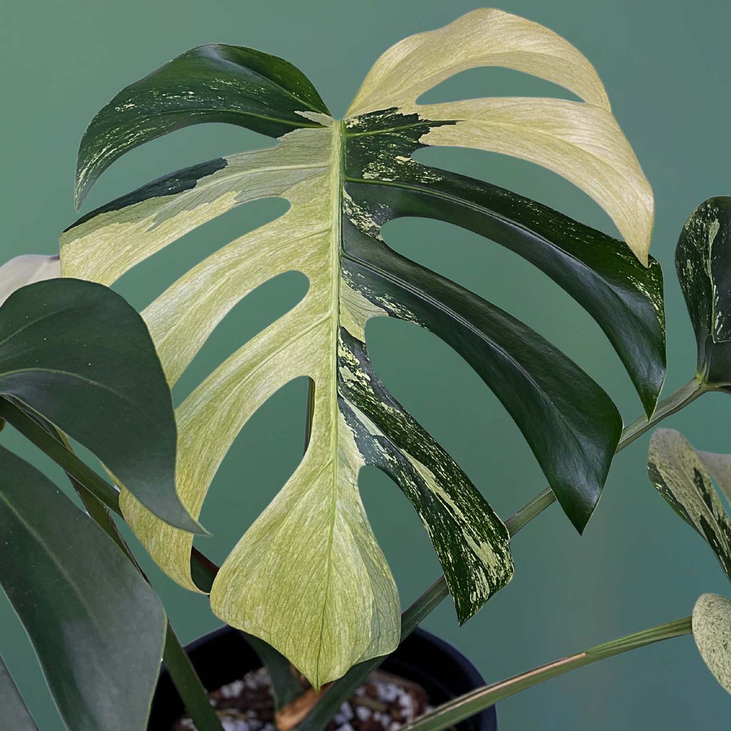 In this image you can see a Monstera Mint Variegated which shows a minty variegation. It originates from Thailand and has been in TC since 2023